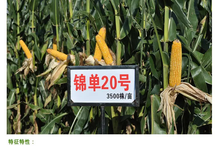 錦單20 錦單20