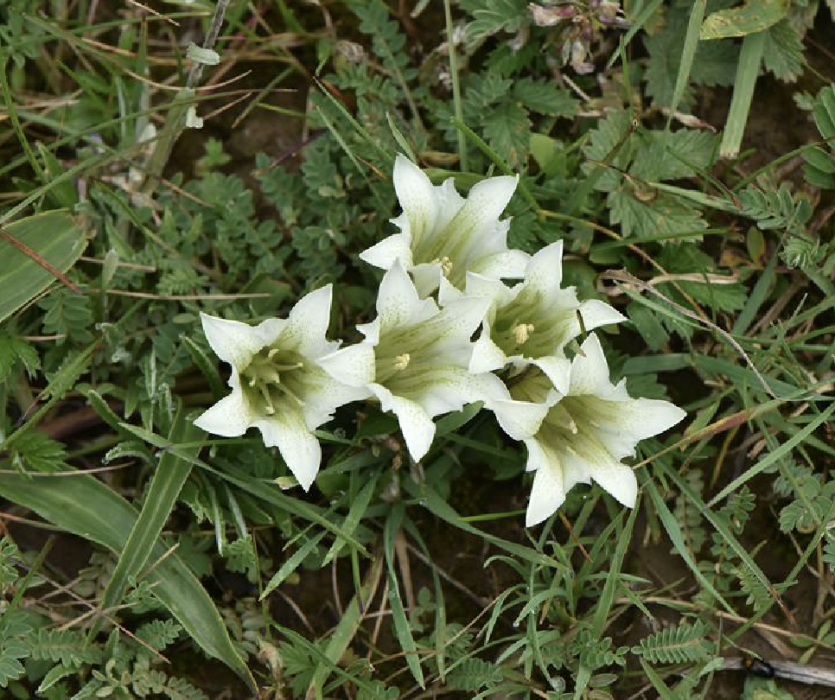 麻花艽