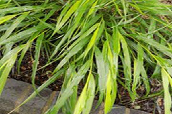 Hakonechloa macra \x27Beni-kaze\x27