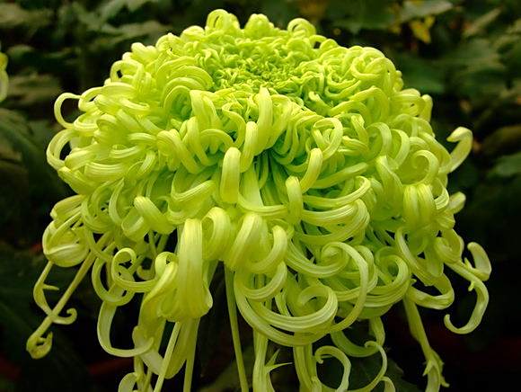 菊秧 菊秧