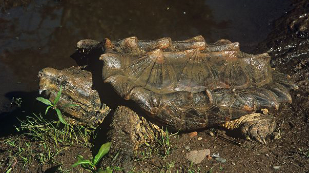鱷龜（圖8）