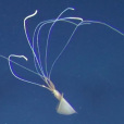 大鰭魷魚 大鰭魷魚