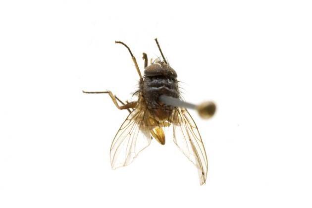毛腹蝸蠅 毛腹蝸蠅