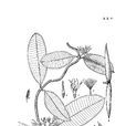 古鉤藤(古鉤藤) 古鉤藤(古鉤藤)