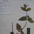 多枝水蘇 多枝水蘇