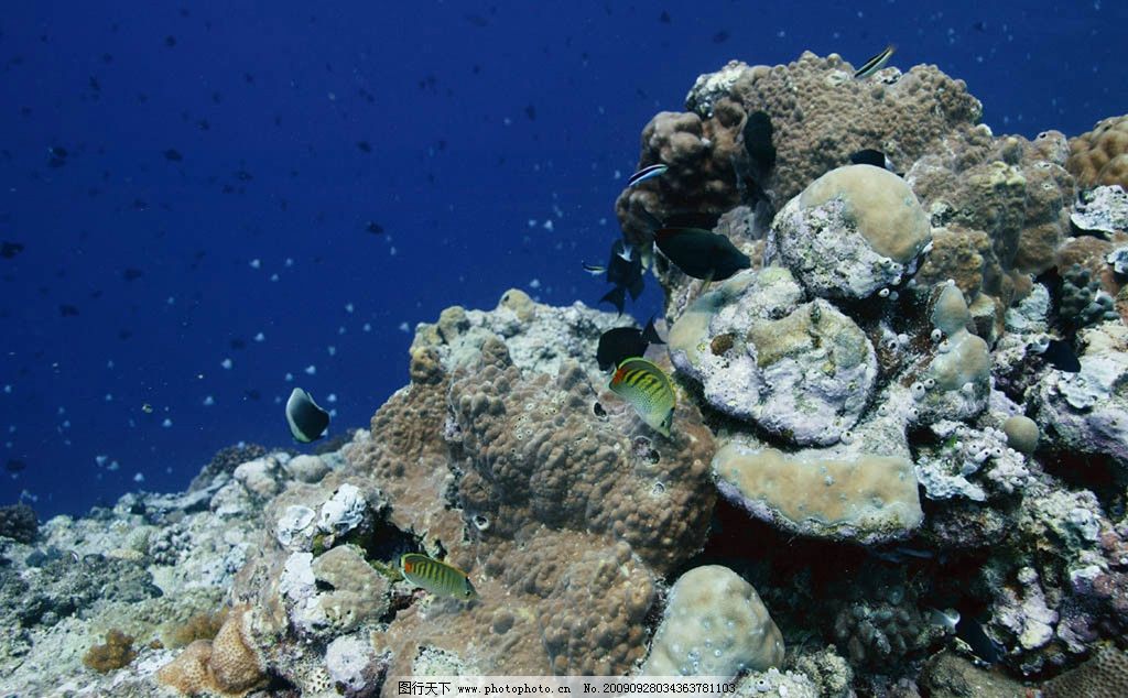 層狀生物岩礁