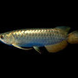 囊咽魚 囊咽魚