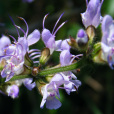 華鼠尾草(野沙參) 華鼠尾草(野沙參)