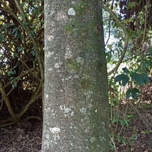 Magnolia irwiniana