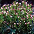 小米草組 小米草組