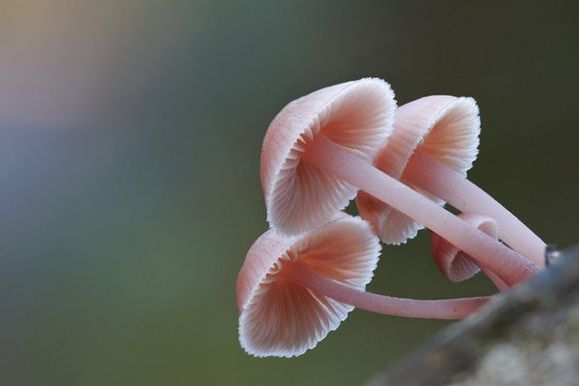 查克小菇 查克小菇