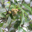 錐(植物)