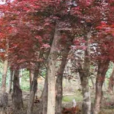 紅花香椿 紅花香椿