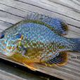 太陽魚