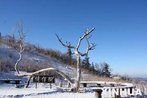 亞布力大鍋盔山頂拍攝的景觀“情侶樹”