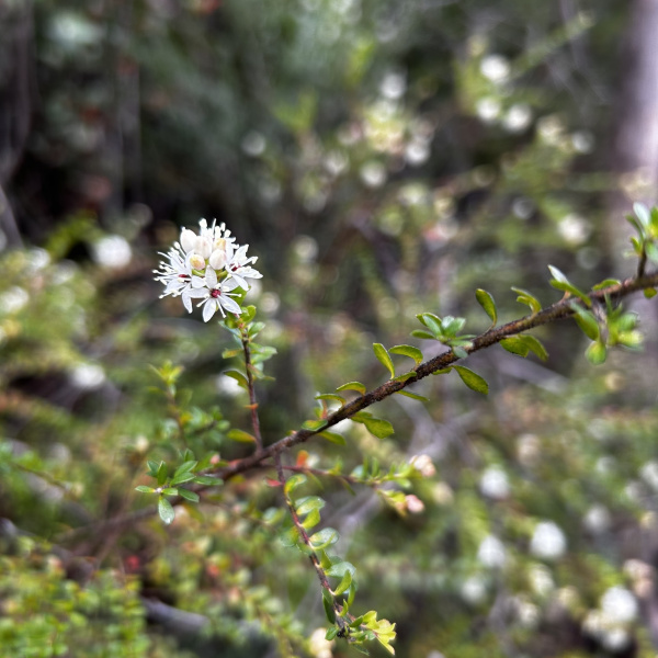Leionema lamprophyllum