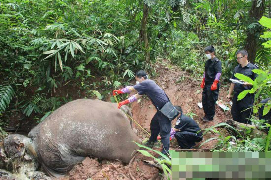 10·16雲南亞洲象遭砍頭取牙事件