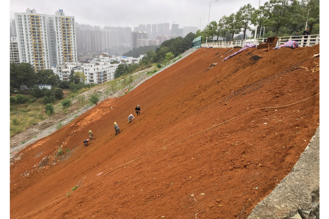 坡淤土 坡淤土