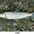 北鮭屬 北鮭屬