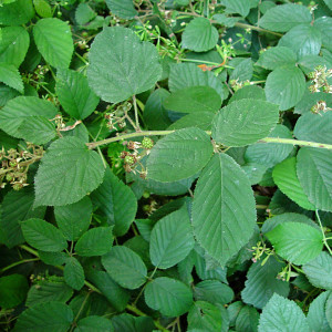 Rubus porphyrocaulis
