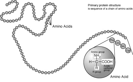 肽是一種鏈狀的胺基酸聚合物