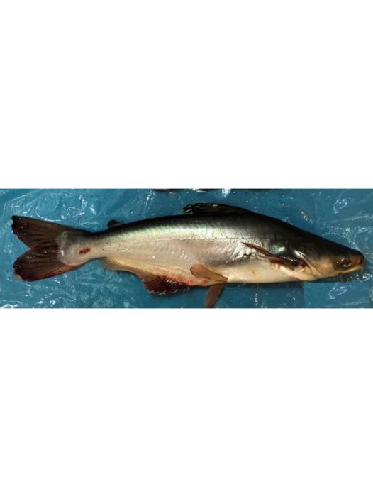 楂魚 楂魚