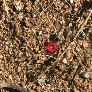 Oxalis helicoides