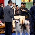 牽犬師 牽犬師