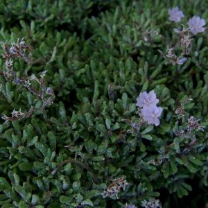 Limonium obtusifolium