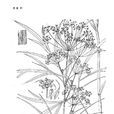 禾葉絲瓣芹 禾葉絲瓣芹