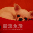希伯格犬 希伯格犬