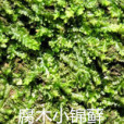腐木小錦蘚 腐木小錦蘚