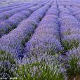 lavender(薰衣草)