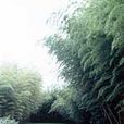 竹類植物園 竹類植物園