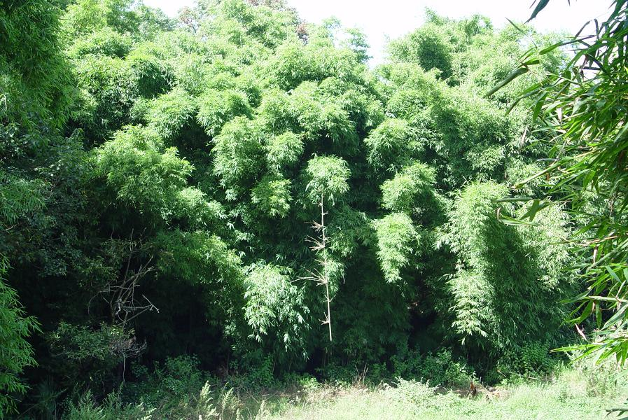 站馬地村(雲南昆明市宜良縣耿家營鄉下轄村) 站馬地村(雲南昆明市宜良縣耿家營鄉下轄村)