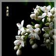 女貞花(女貞花) 女貞花(女貞花)
