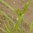 野席草 野席草