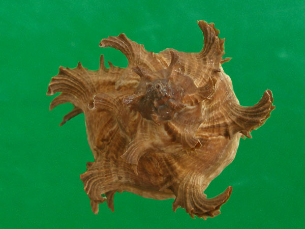 萵苣骨螺