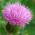 刺兒菜(青青菜) 刺兒菜(青青菜)