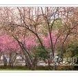麗陽門 麗陽門