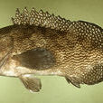 紋波石斑魚