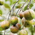 軟枝油茶 軟枝油茶