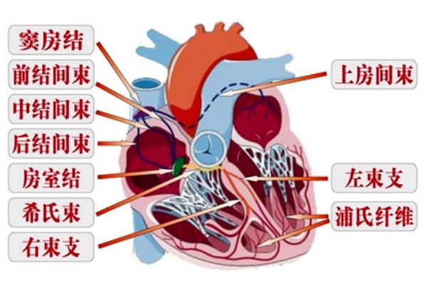 心臟傳導系統
