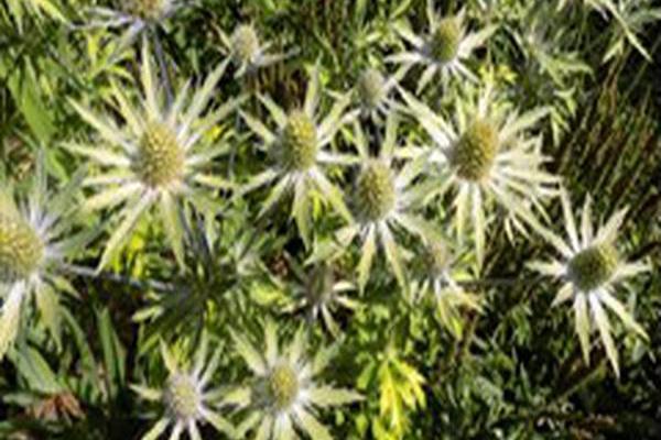 Eryngium \x27Neptune\x27s Gold\x27