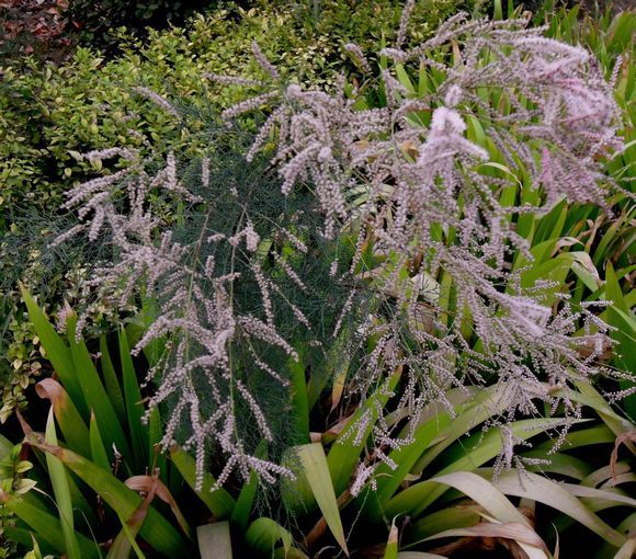 草向荊 草向荊