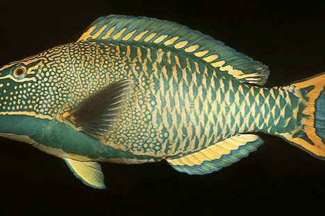 鯨鸚嘴魚屬 鯨鸚嘴魚屬