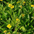 鹵地菊 鹵地菊