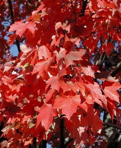 紅花槭