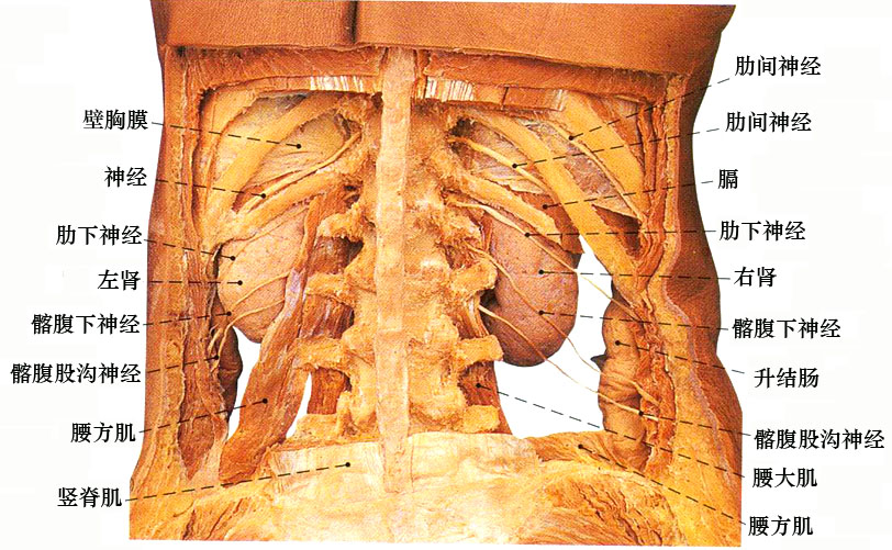腹膜外器官