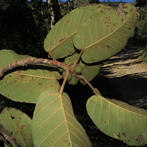 Ficus cuatrecasasiana